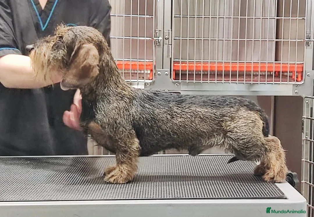 Imagen de galería {{count}}