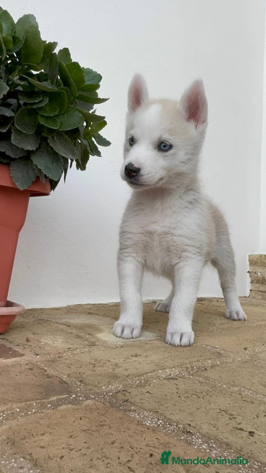 Husky Siberiano perros en venta: HUSKY SIBERIANO - Anuncio 1