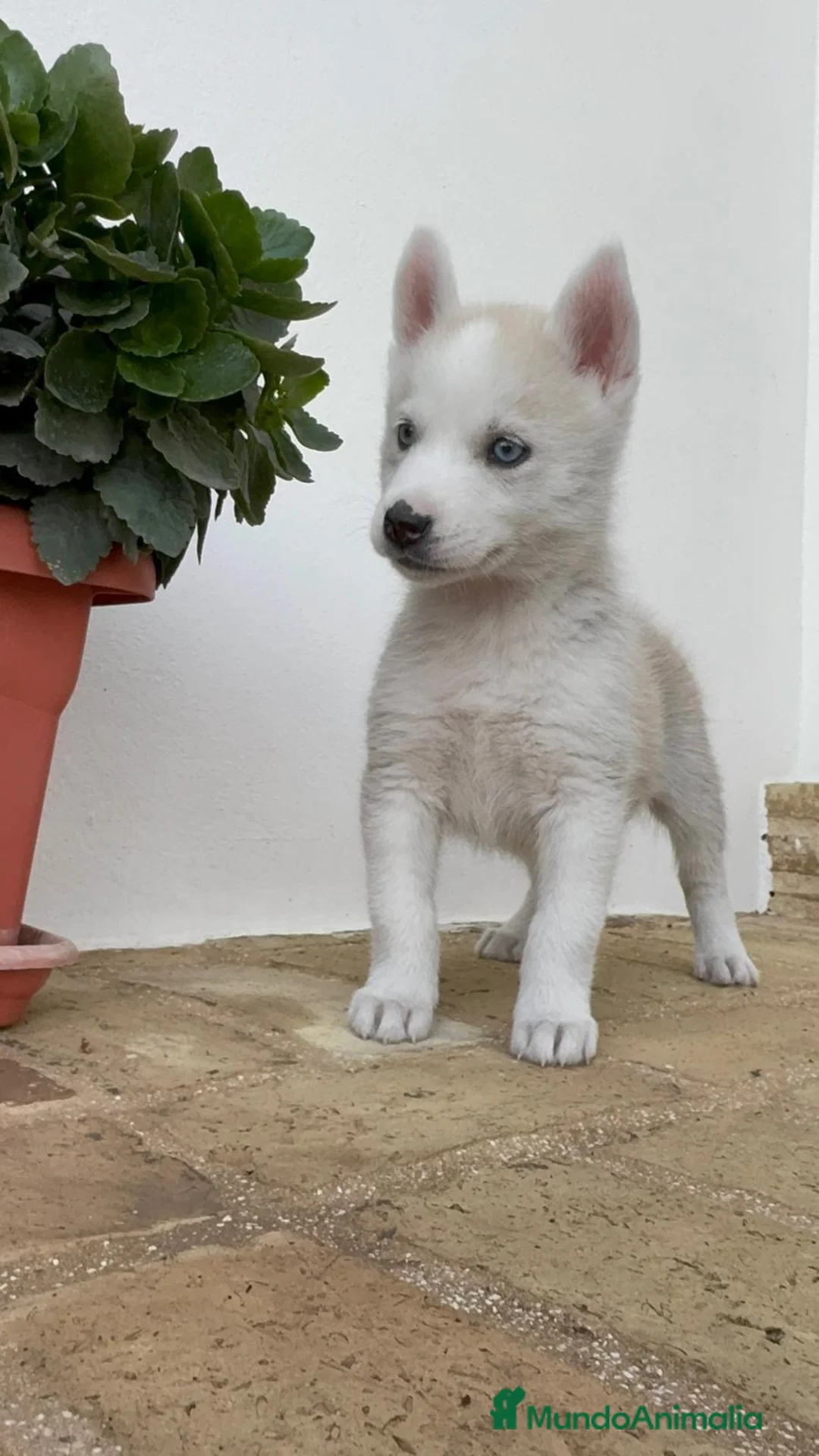 Husky Siberiano perros en venta: HUSKY SIBERIANO - Anuncio 1
