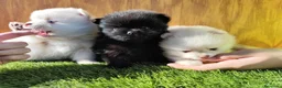 Pomerania perros en venta: Lulú de Pomerania  - Anuncio 3