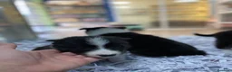 Border Collie perros en venta: Cachorros Border collie 350€ ¡PRECIO REAL! - Anuncio 6