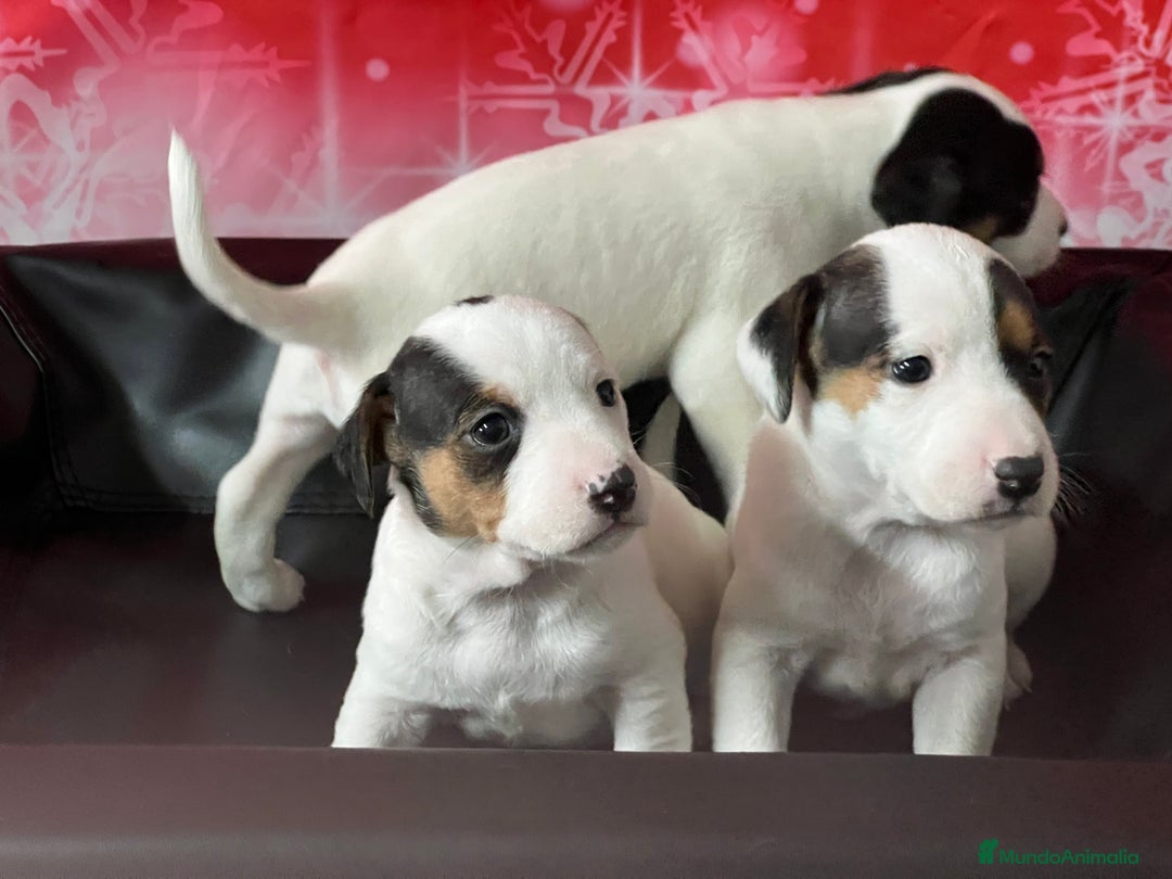 Jack Russell Terrier perros en venta: YACK RUSSELL calidad  - Anuncio 2
