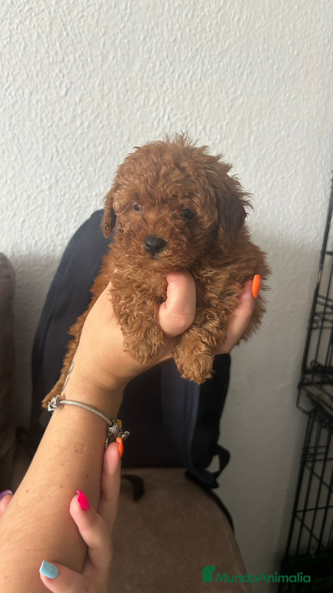 Caniche Toy perros Caniches toy rojos - Anuncio 2