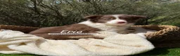 Border Collie perros en venta: CACHORRO BORDER COLLIE - Anuncio 5