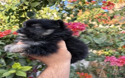 Pomerania perros en venta: Pomerania macho  - Imagen 2