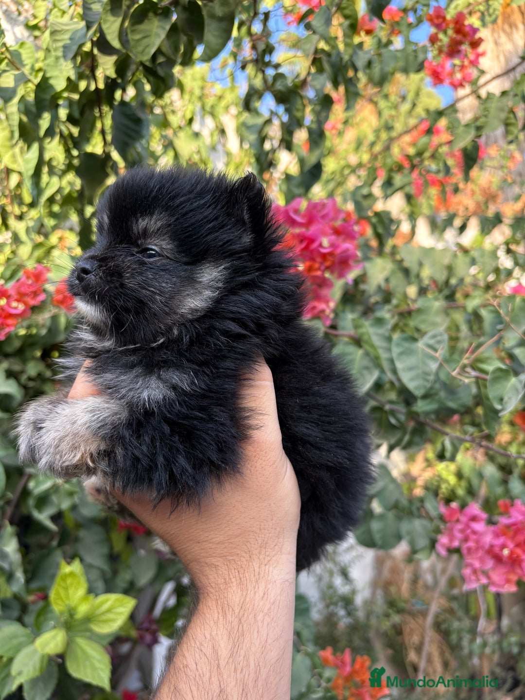 Pomerania perros en venta: Pomerania macho  - Imagen 2