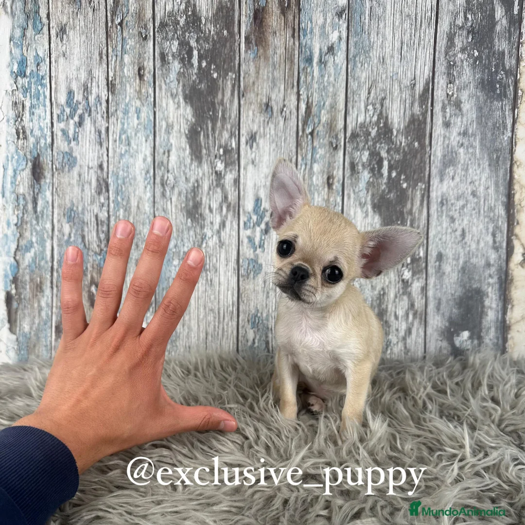 Chihuahua perros en venta: Exclusiva Chihuahua Miniatura 💖 - Anuncio 1
