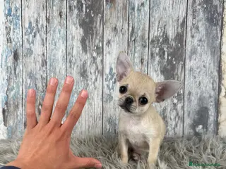 Chihuahua perros Exclusiva Chihuahua Miniatura 💖 - Anuncio 1