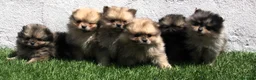 Pomerania perros en venta: Pomerania - Anuncio 14
