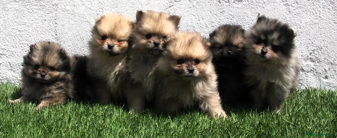 Pomerania perros en venta: Pomerania - Anuncio 14