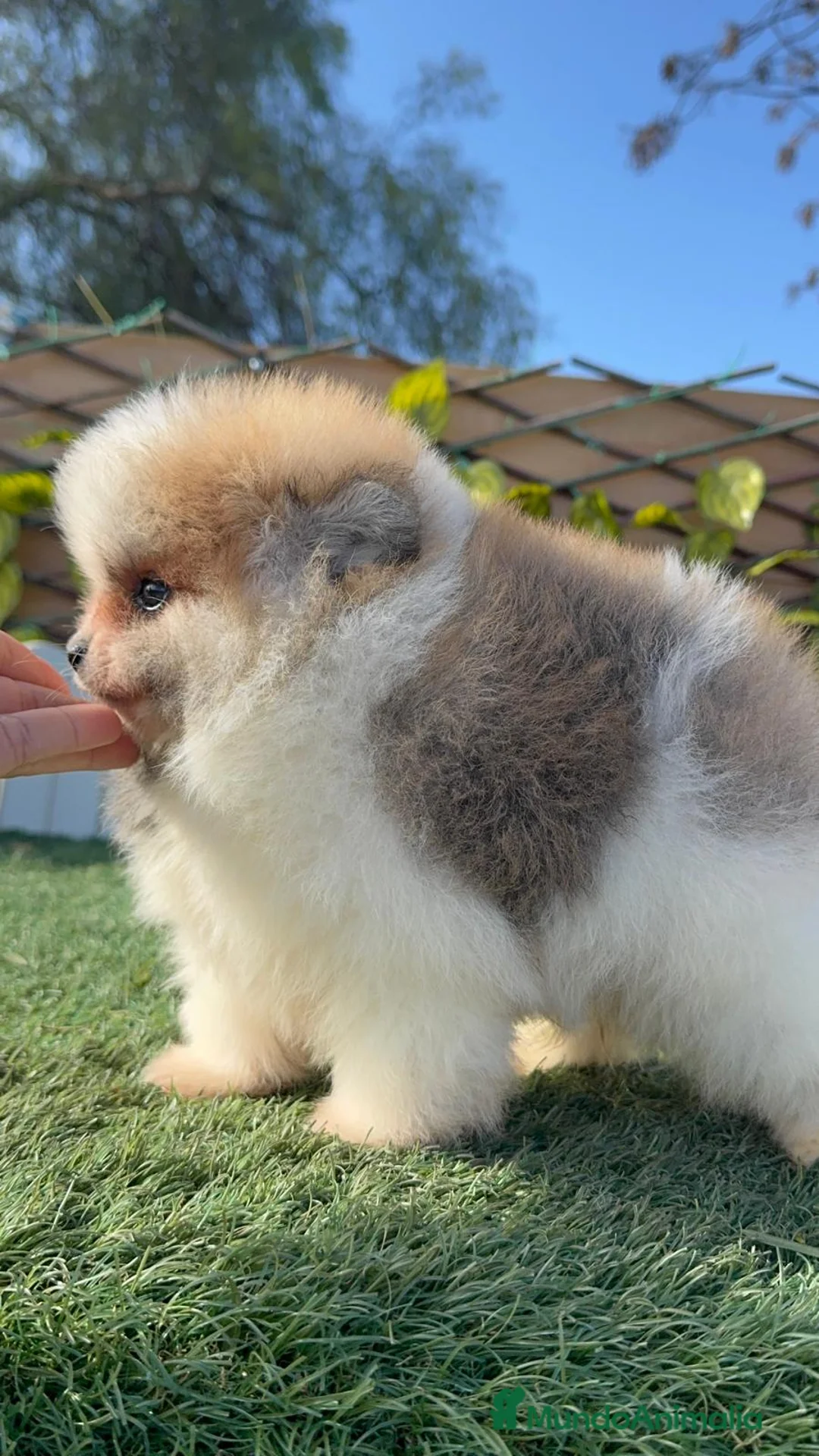 Pomerania perros en venta: POMERANIA MACHO - Anuncio 7