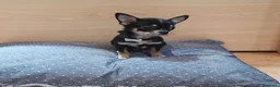 Chihuahua perros en venta: Chihuahuas - Anuncio 5