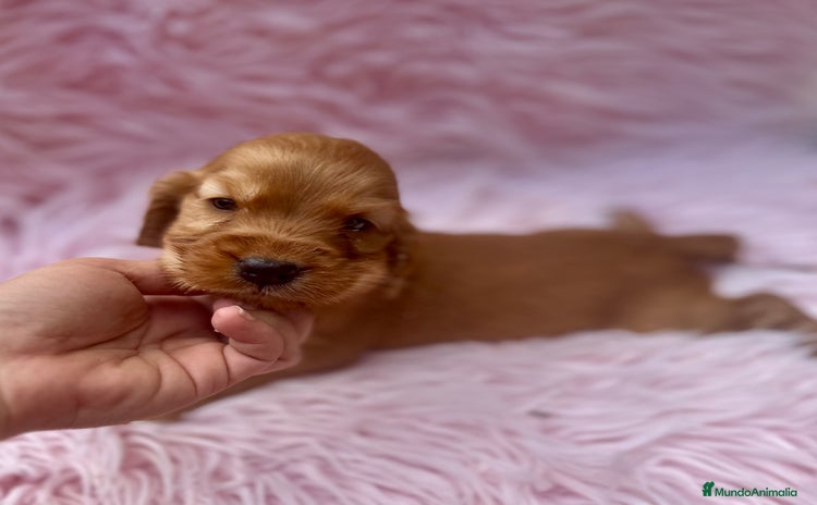 Cocker Spaniel Inglés perros - Anuncio 1
