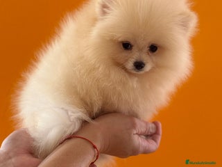 Pomerania perros POMERANIA GARANTIA Y SALUD - Anuncio 1