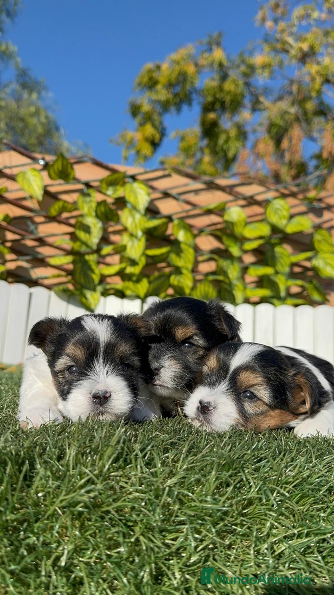 Yorkshire Terrier perros en venta: YORKSHIRE BIEWER - Anuncio 3