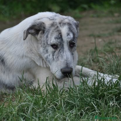 Mastín Español perros Mastin Español autóctono ganadero - Anuncio 10
