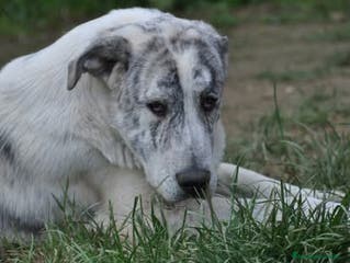 Mastín Español perros Mastin Español autóctono ganadero - Anuncio 10