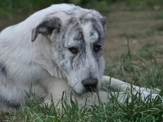Mastín Español perros Mastin Español autóctono ganadero - Anuncio 8
