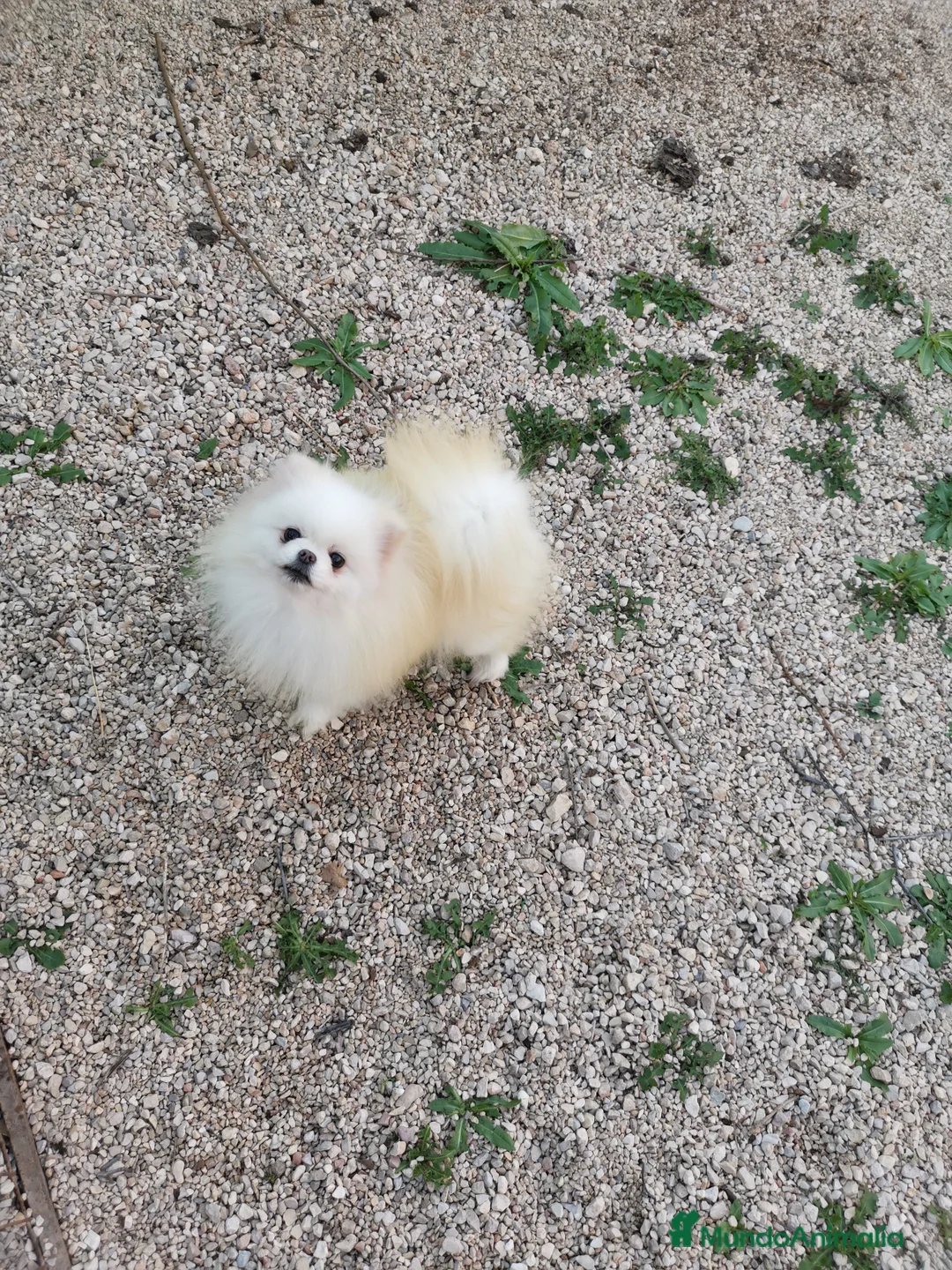 Pomerania perros en venta: Hembra de 3años para criar  - Anuncio 1