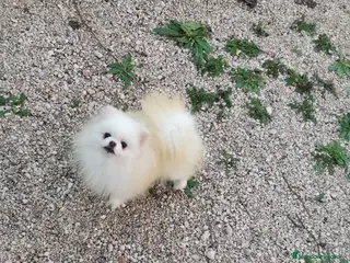 Pomerania perros Hembra de 3años para criar - Anuncio 1