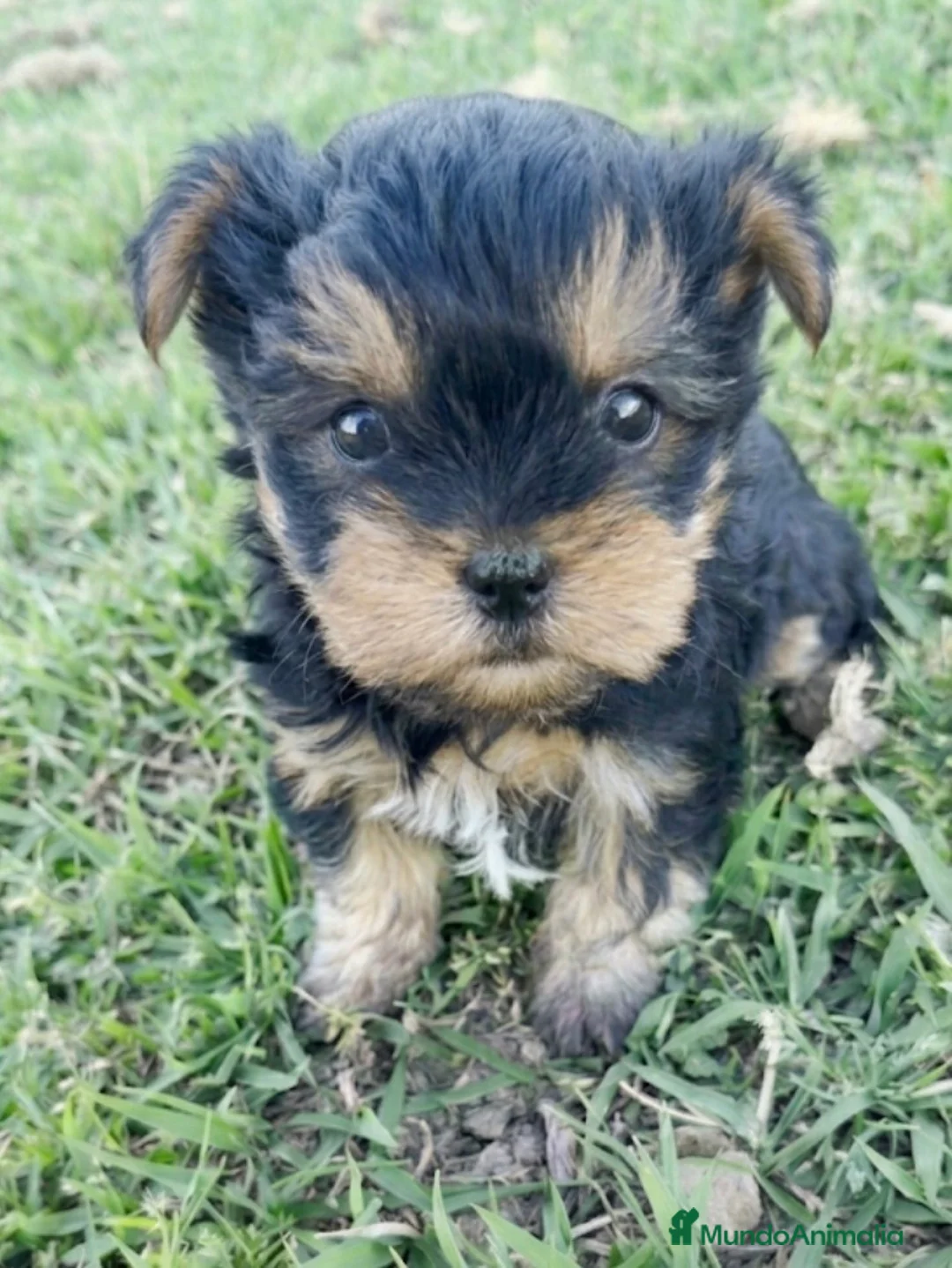 Yorkshire Terrier perros en venta: Yorkshire toy - Anuncio 1