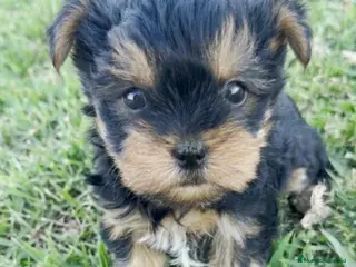Yorkshire Terrier perros Yorkshire toy - Anuncio 1