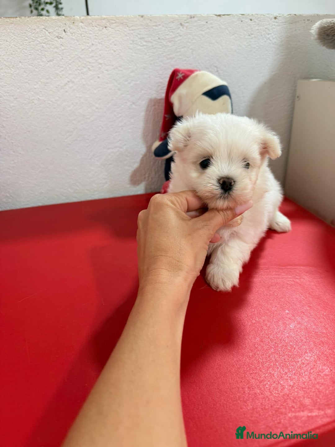 Bichón Maltés perros en venta: Bichón maltes toy - Imagen 4