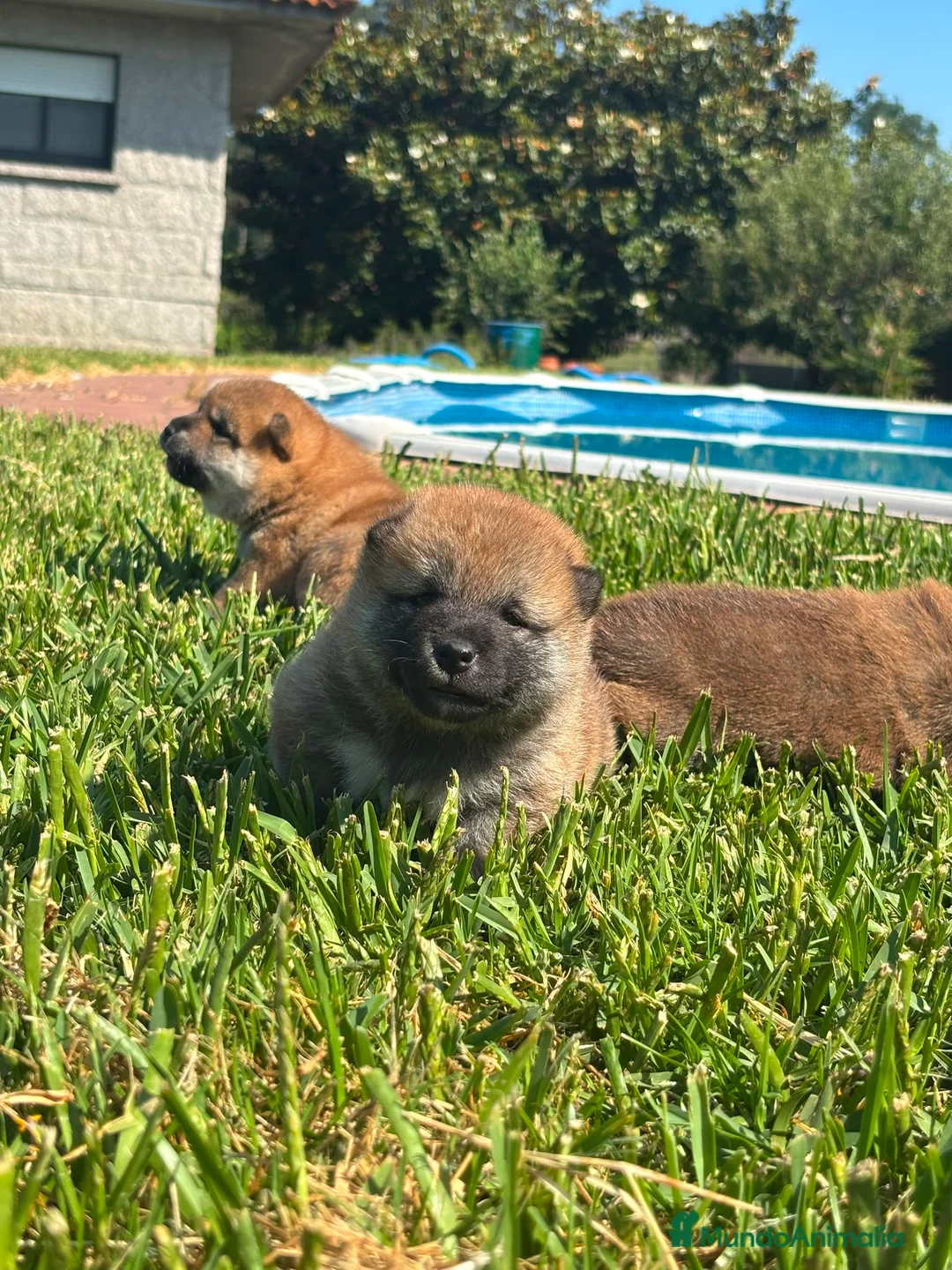 Shiba Inu perros en venta: SHIBA INU PONTEVEDRA - Anuncio 2