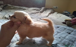 Chihuahua perros en venta: Preciosa chihuahua de pelo largo de mucha calidad - Imagen 2