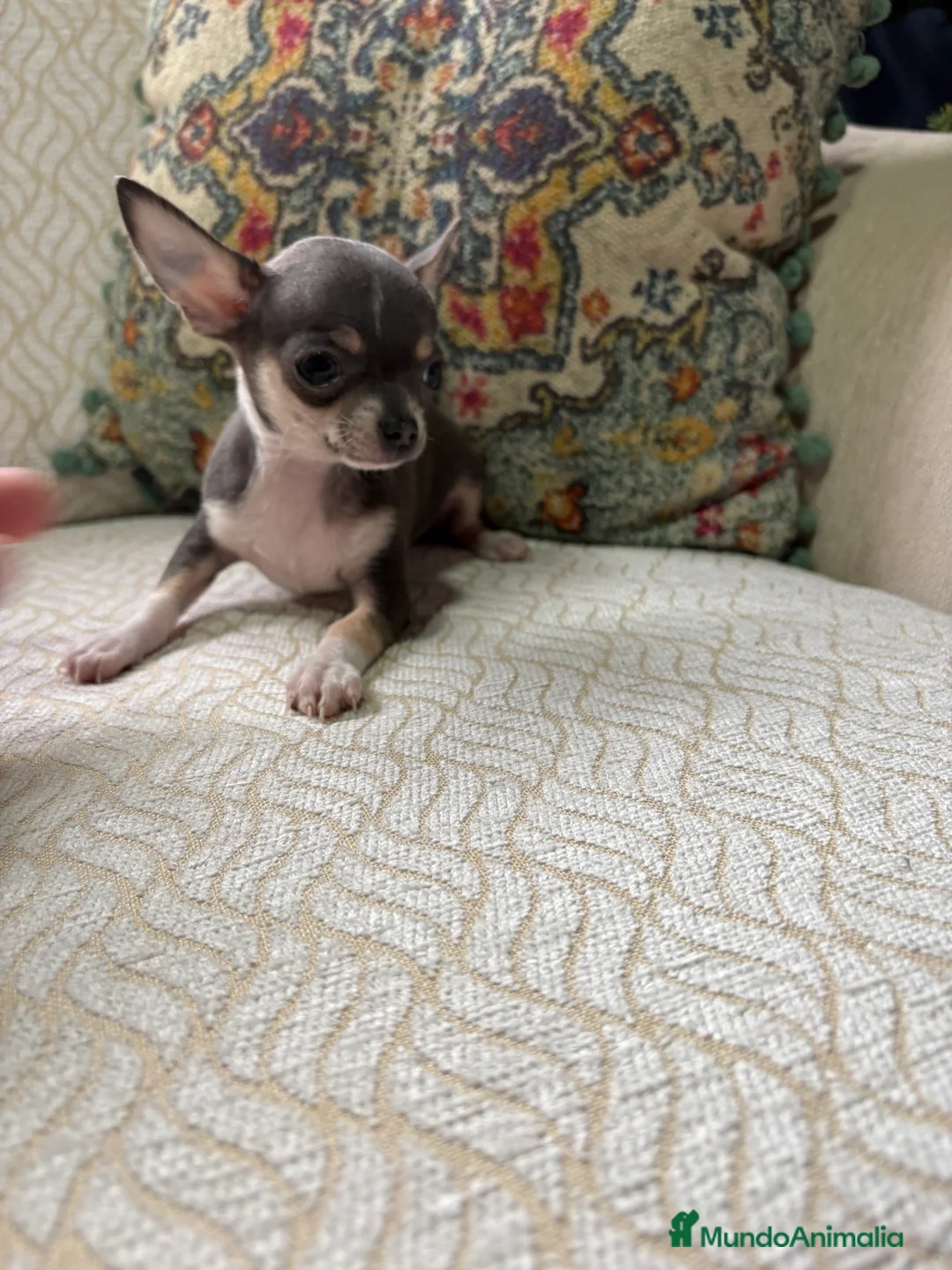 Chihuahua perros en venta: Chihuahua mini Toy hembra blue tri - Anuncio 14