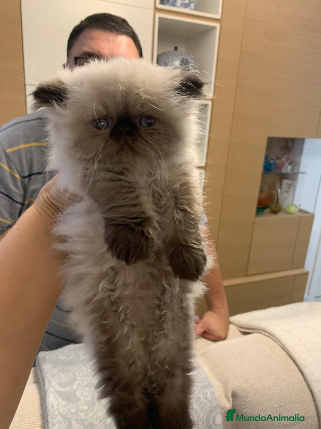 Persa gatos en venta: Gc ch  ich - Anuncio 9