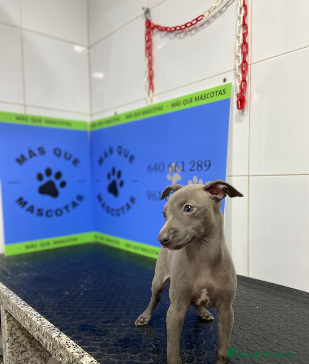 Pequeño Lebrel Italiano perros en venta: Cachorros Piccolo Italiano 650€ ¡PRECIO REAL! - Imagen 6