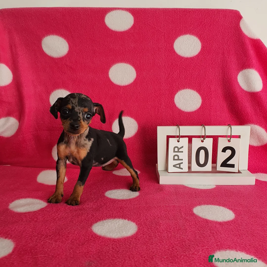 Ratón de Praga perros en venta: Ratón de Praga merlé - Anuncio 2