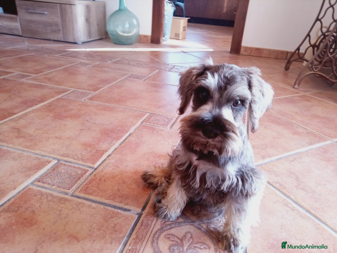 Schnauzer Miniatura perros en venta: Hembrita de Schnauzer negro/plata  - Anuncio 8