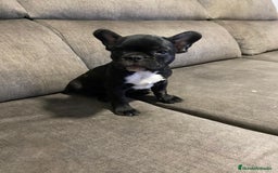 Bulldog Francés perros en venta: Bulldog francés  - Imagen 11