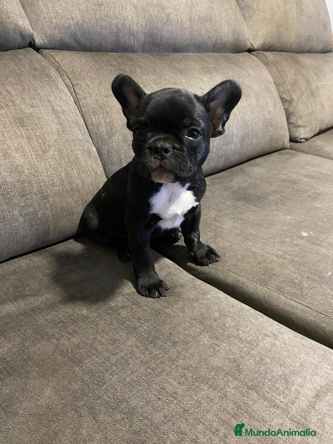 Bulldog Francés perros en venta: Bulldog francés  - Imagen 11