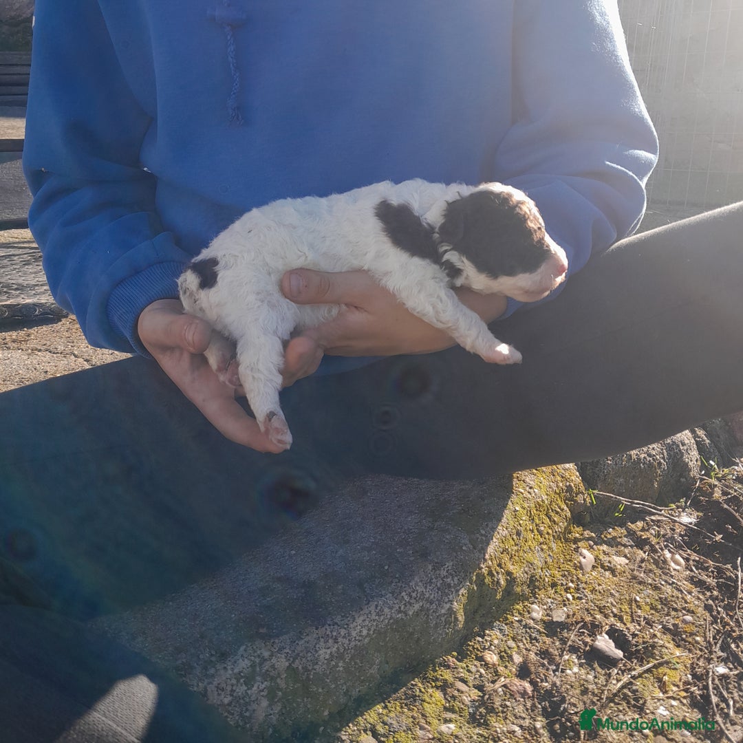 Perro de Agua Español perros en venta: PERRO DE AGUA ESPAÑOL - Anuncio 8