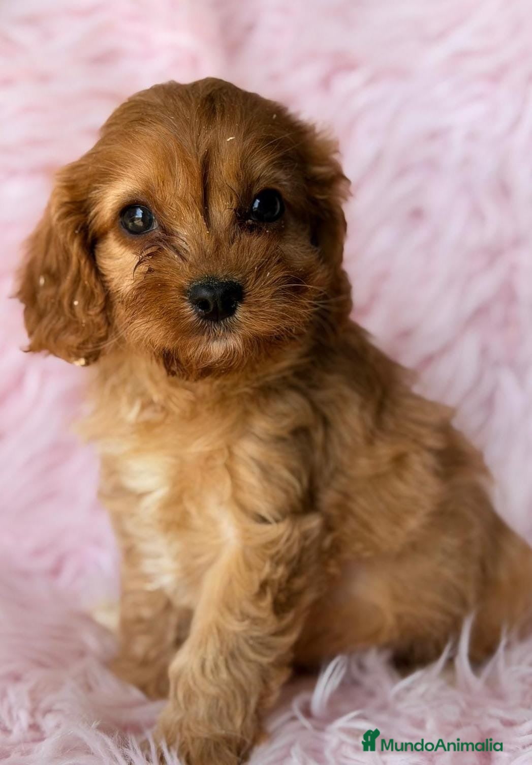 Cavapoo perros Cavapoo hembra disponible🩷 - Anuncio 3