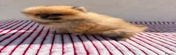 Pomerania perros en venta: Lulu de Pomerania toy  - Anuncio 2