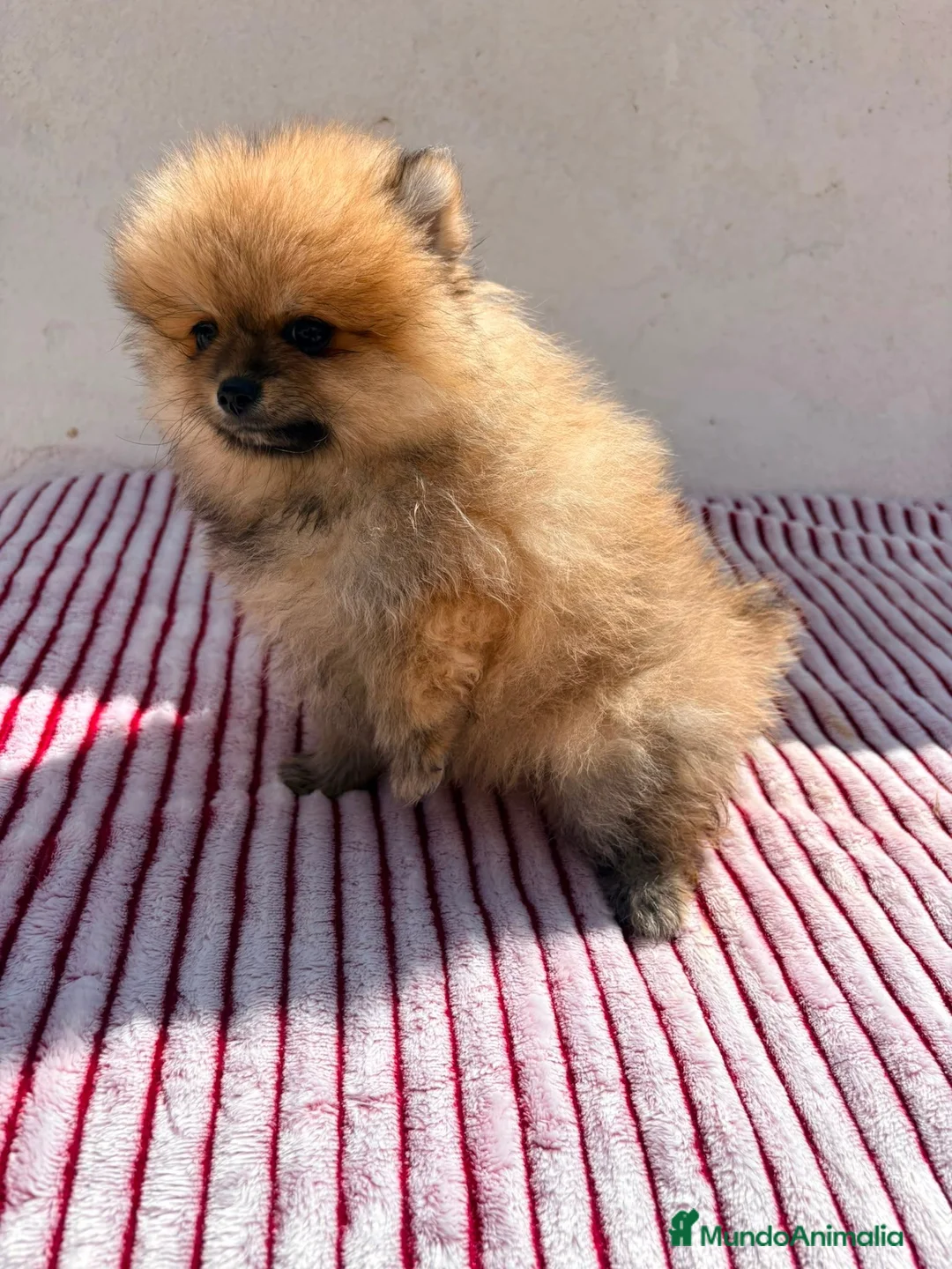 Pomerania perros en venta: Lulu de Pomerania toy  - Anuncio 2