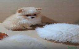 Pomerania perros en venta: Lulu pomerania mini toy  - Imagen 12