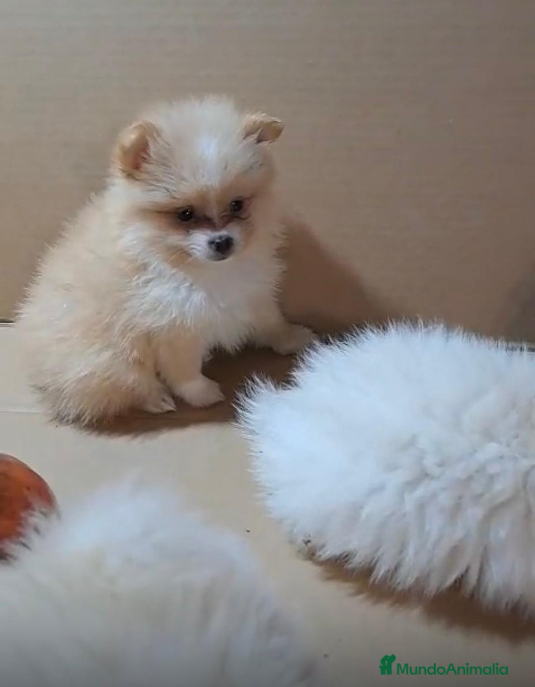 Pomerania perros en venta: Lulu pomerania mini toy  - Imagen 12