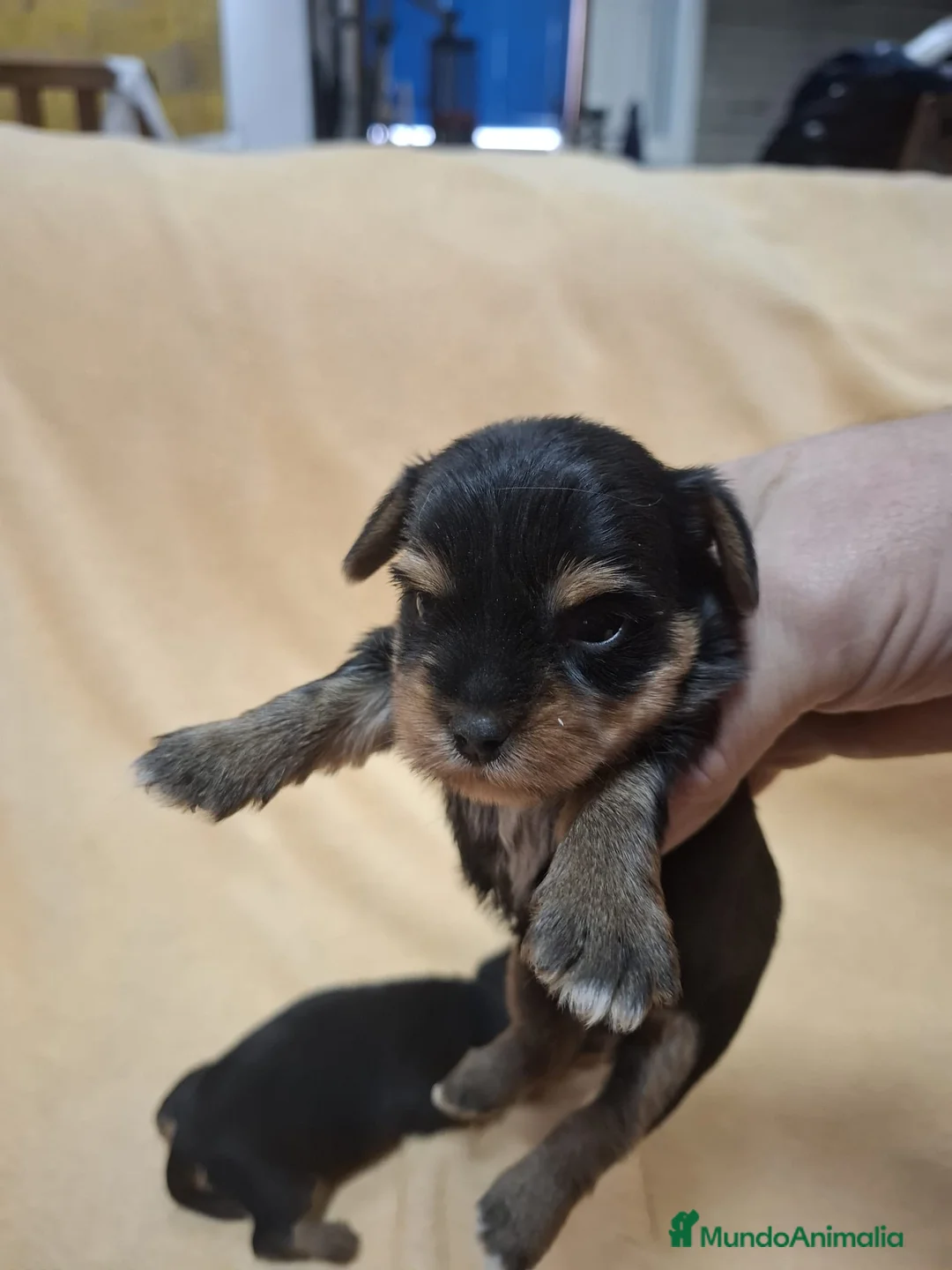 Yorkshire Terrier perros en venta: Espectacular camada de Yorkshire toys! - Anuncio 4