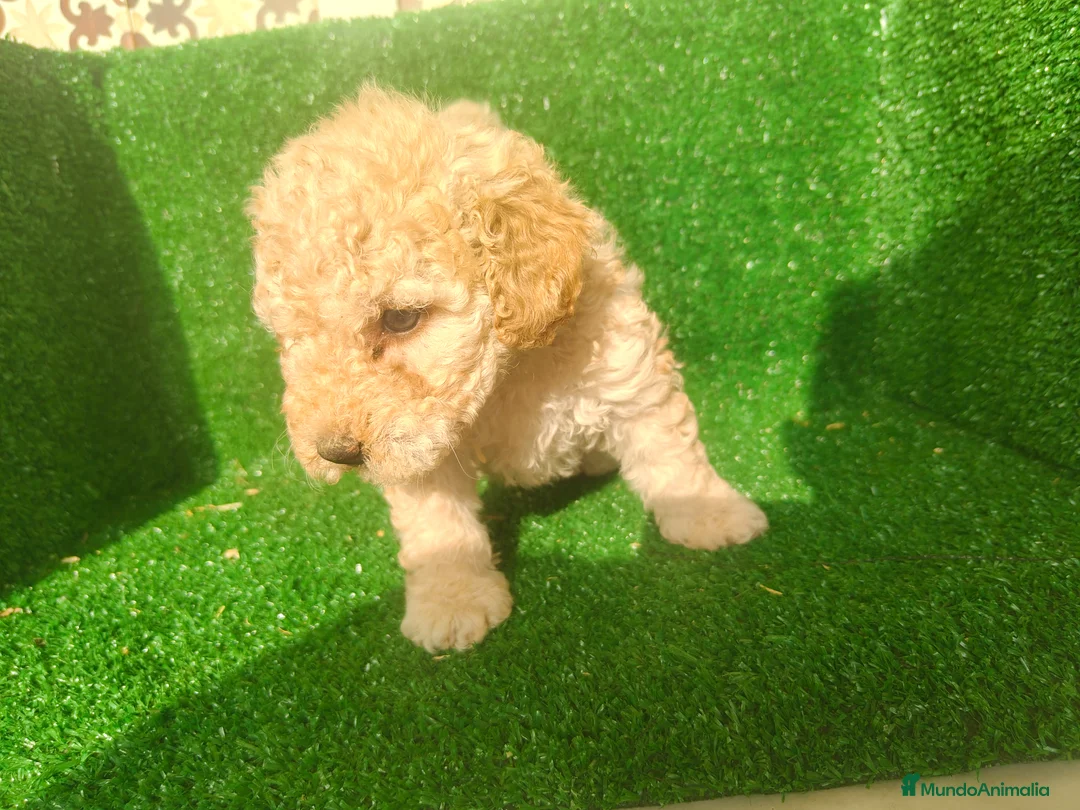 Perro de Agua Español perros en venta: Perros de agua - Anuncio 19