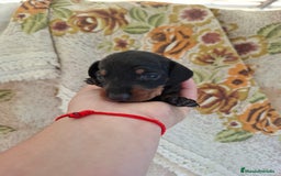 Teckel perros en venta: Teckel  - Imagen 2