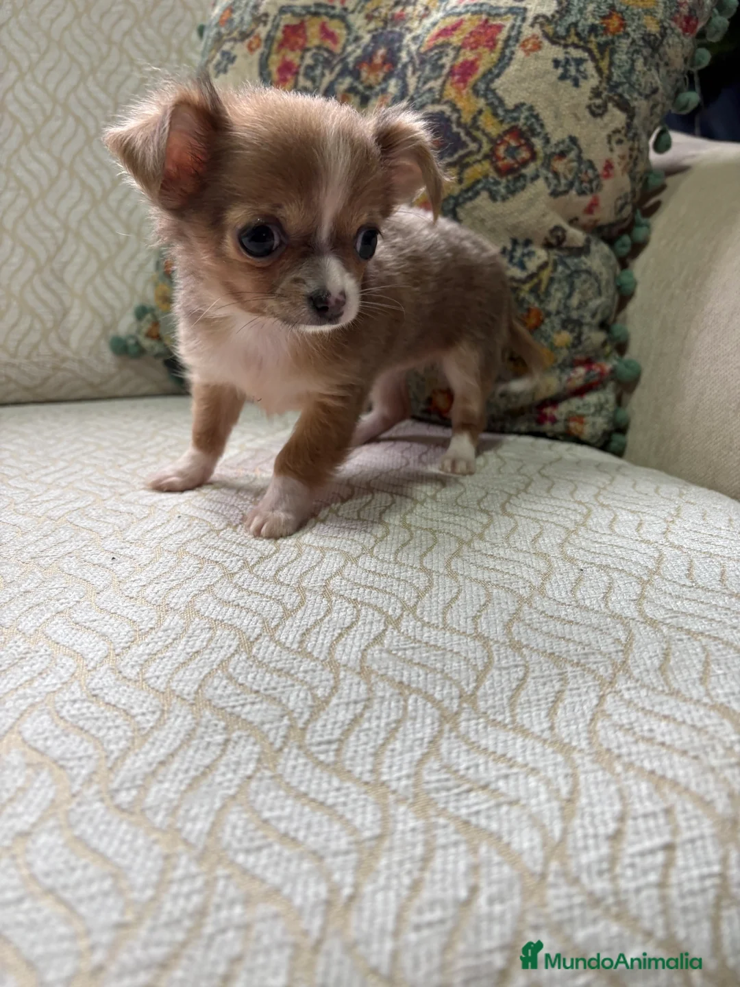 Chihuahua perros en venta: Chihuahua Toy hembra chocolate pelo largo  - Anuncio 14