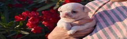 Chihuahua perros en venta: PRECIOSOS CHIHUAHUA BLANCOS 🤍 - Anuncio 3