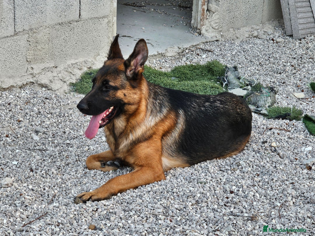 Pastor Alemán perros en adopcion: Hembras de pastor alemán negro fuego - Anuncio 2