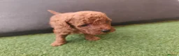 Caniche Toy perros en venta: Caniche toy Prao Toro  - Anuncio 3