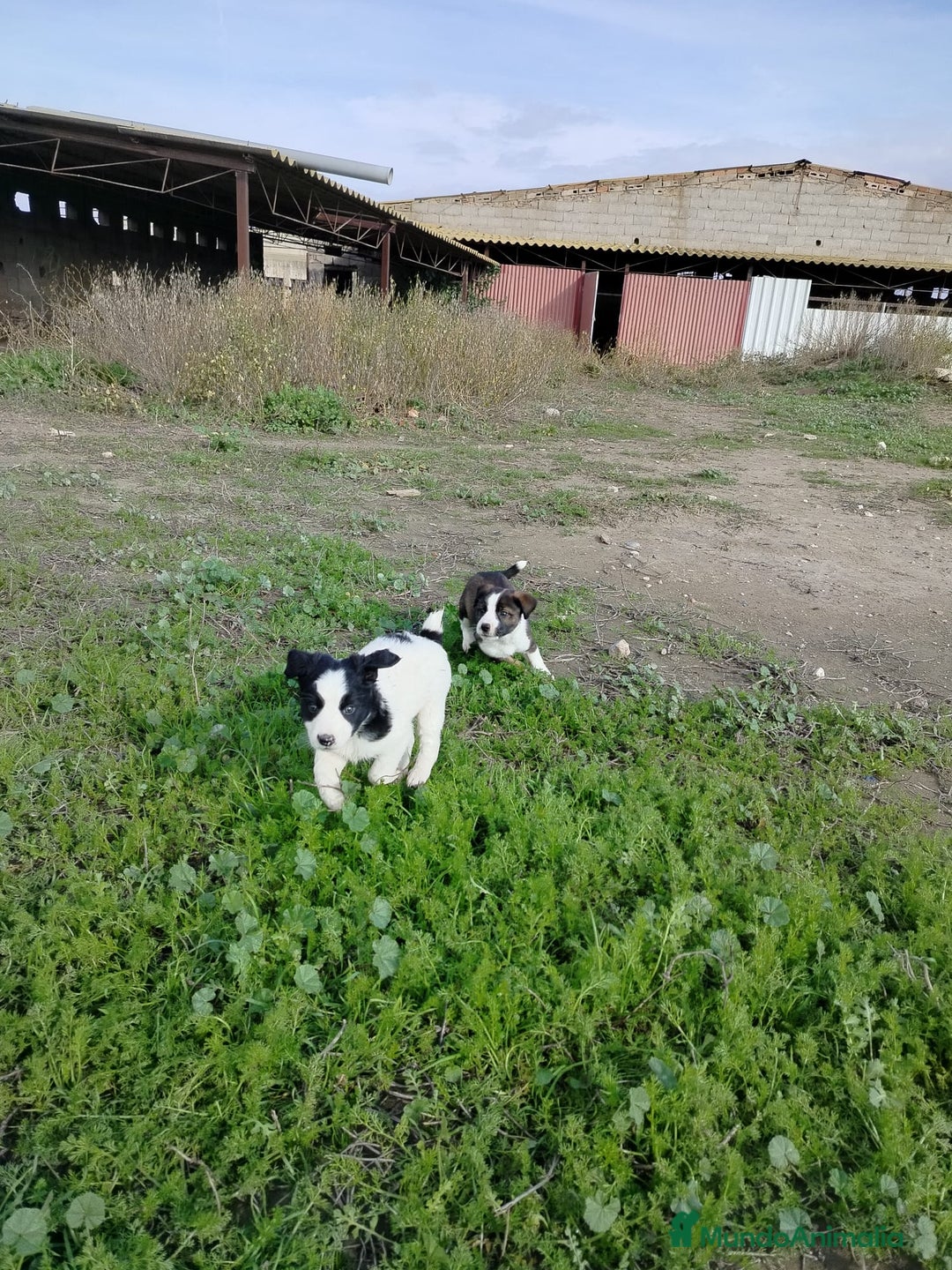 Border Collie perros en venta: BORDER COLLIE - Anuncio 17